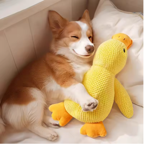 Pet Toys